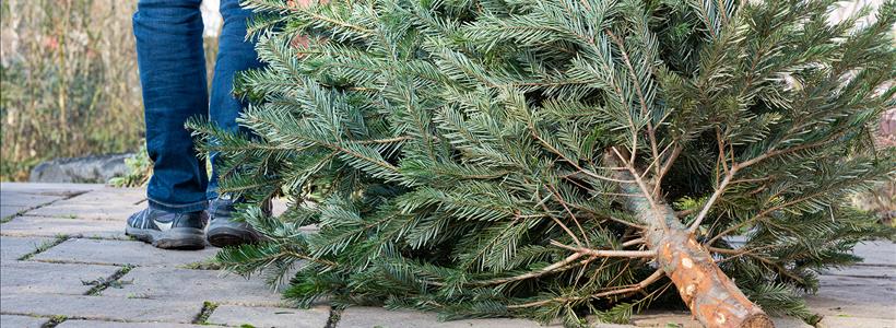 Free Christmas Tree Recycling and Mulch