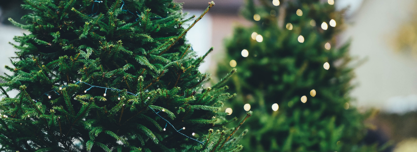 Free & Convenient Christmas Tree Recycling