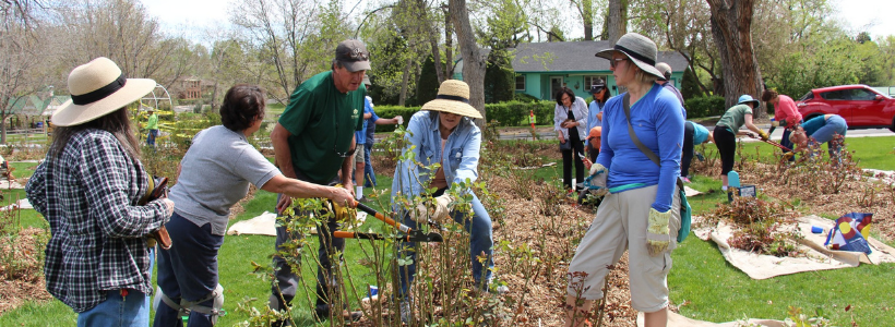 Learn New Gardening Skills at a Rose Pruning Workshop