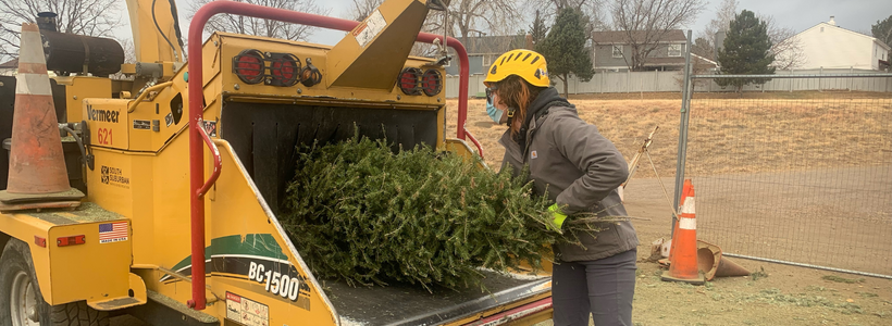 Free Christmas Tree Recycling Starts Dec. 26