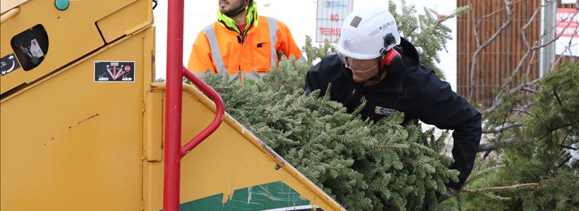 Free Christmas Tree Recycling