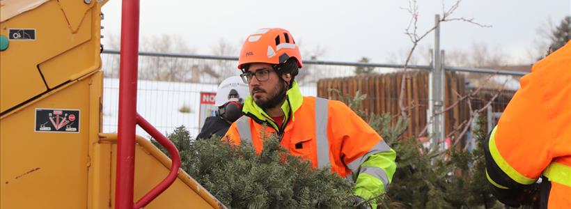 Free Christmas Tree Recycling