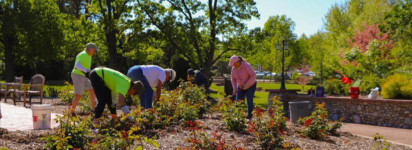 Volunteer Gardening at the War Memorial Rose Garden
