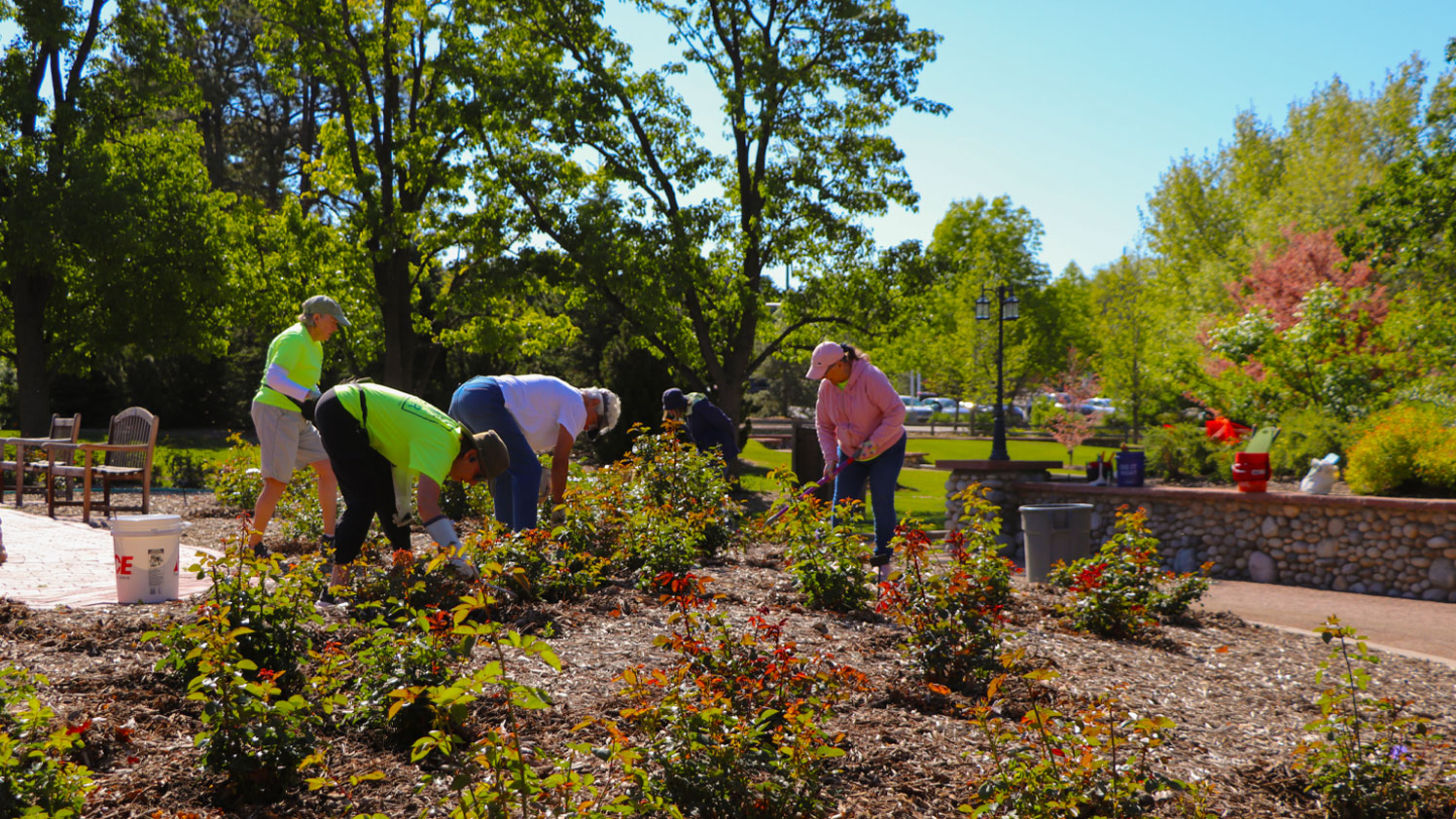 Volunteer Gardening at the War Memorial Rose Garden