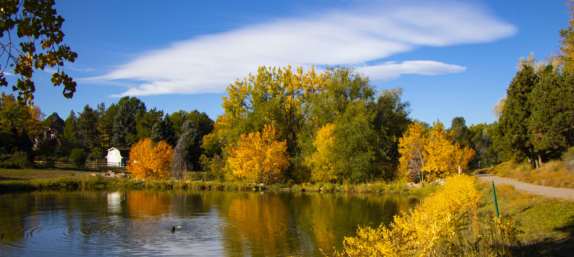 A trail next to a small pond surrounded by yellow and green trees on a fall day.