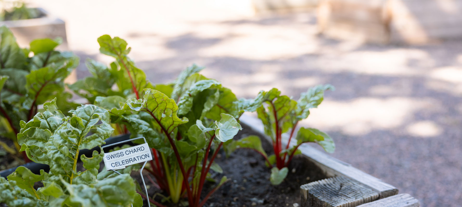 Spring vegetable garden