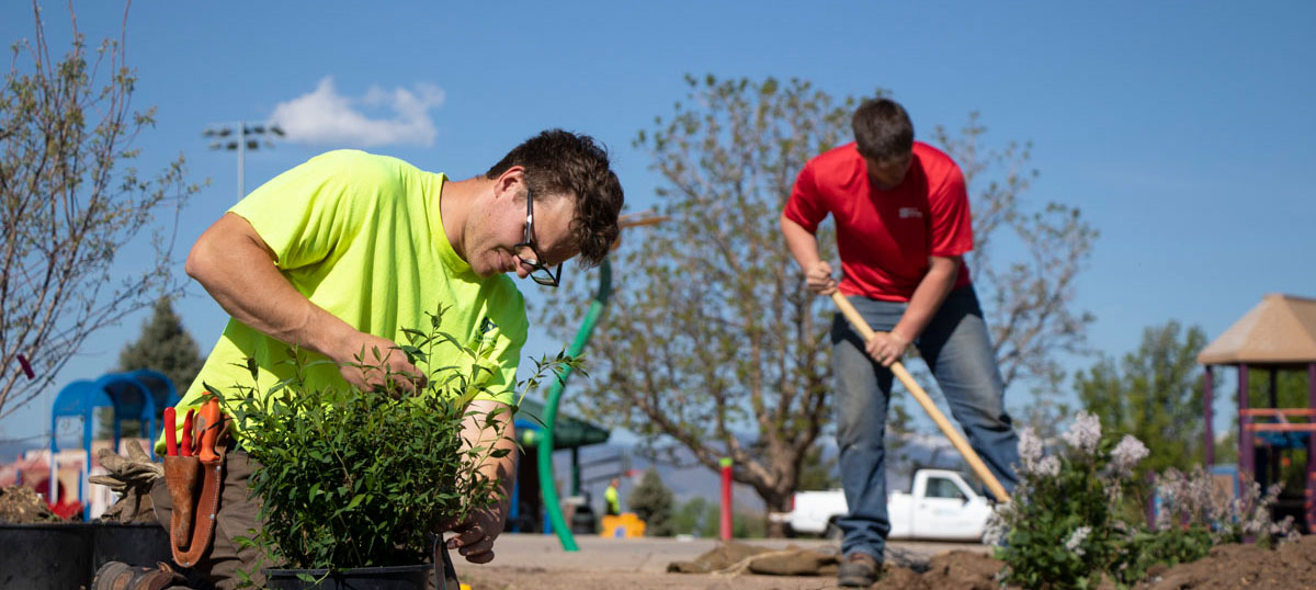 voluteers planting trees along a trail
